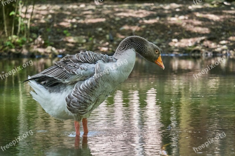 Goose Water Bird Geese Water Bird