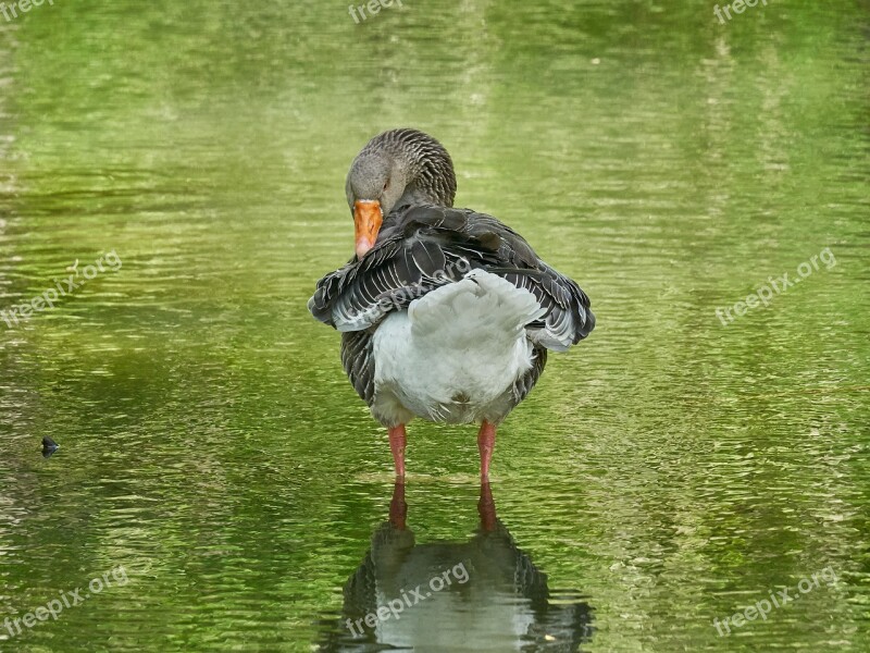 Goose Water Bird Geese Water Bird