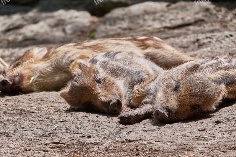 Piglet Tired Sleep Group Rest