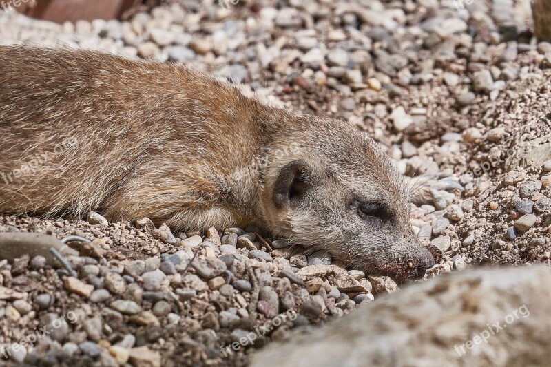 Meerkat Mammal Cute Animal Vigilant