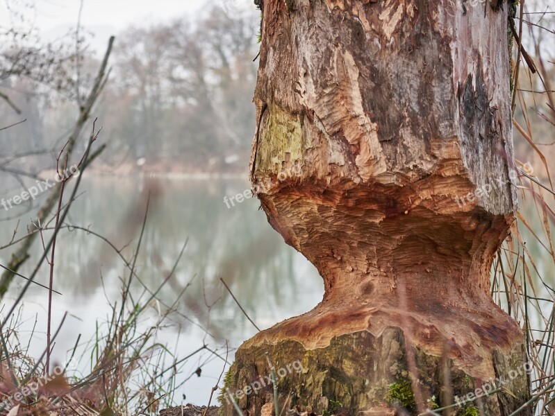 Beaver Tree Eat Wood Water