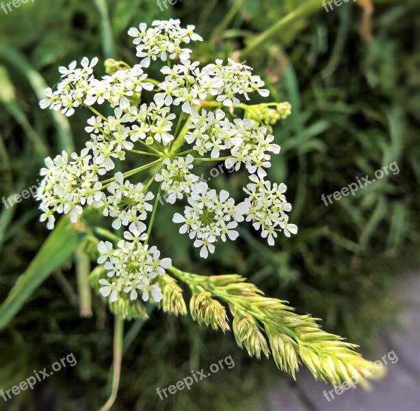 Sharp Sheaf Achillea Wild Herb Medicinal Plant White Flowers