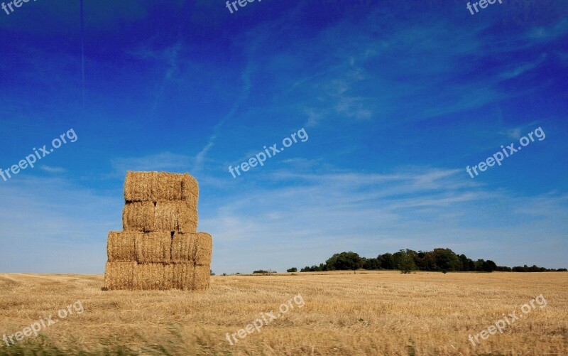 Cornfield Harvest Agriculture Field Corn