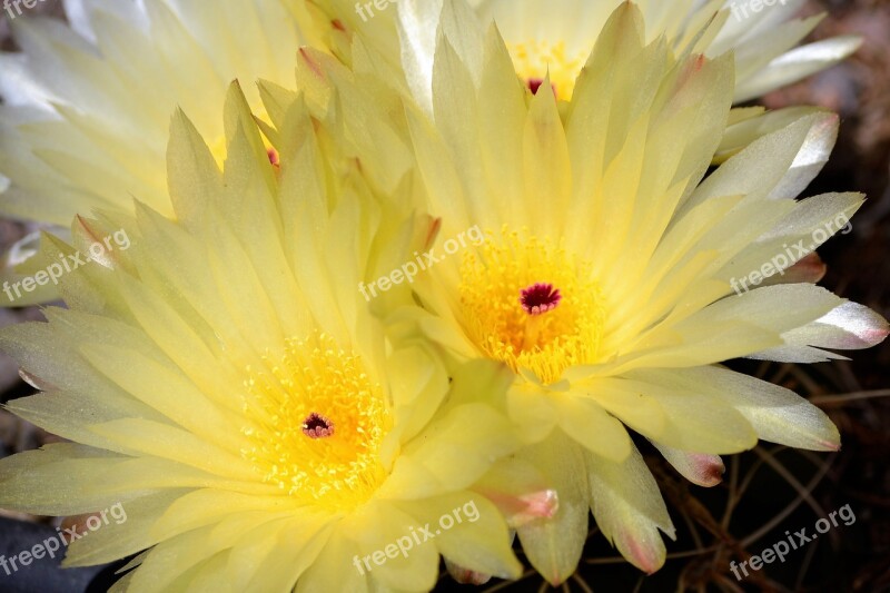 Cactus Garden Spring Flowering Cactus Flowers