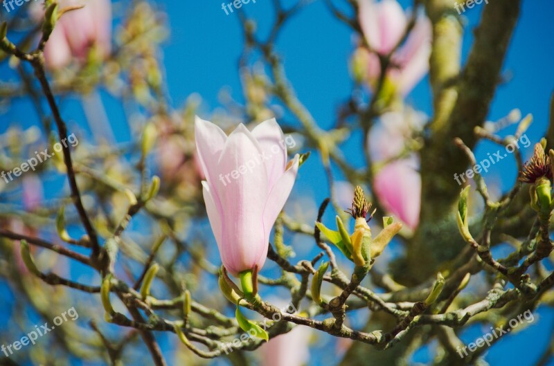 Magnolias Flower Nature Tree Flowering