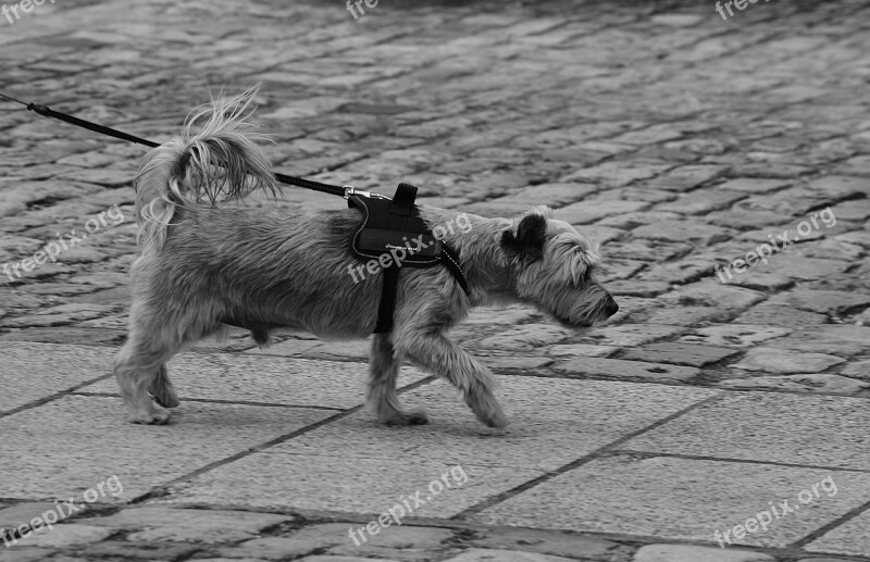 Dog Ratify Race Canine Domestic Animal