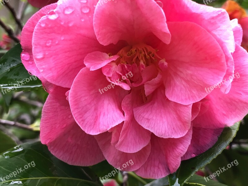 Camellia Flower Pink Bloom Blossom