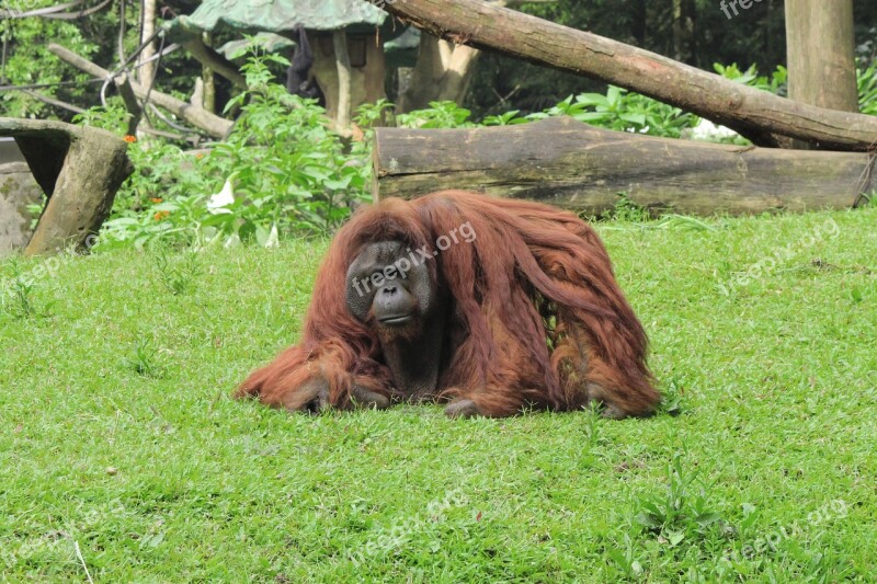 Orangutan Monkey Animal Safari Zoo