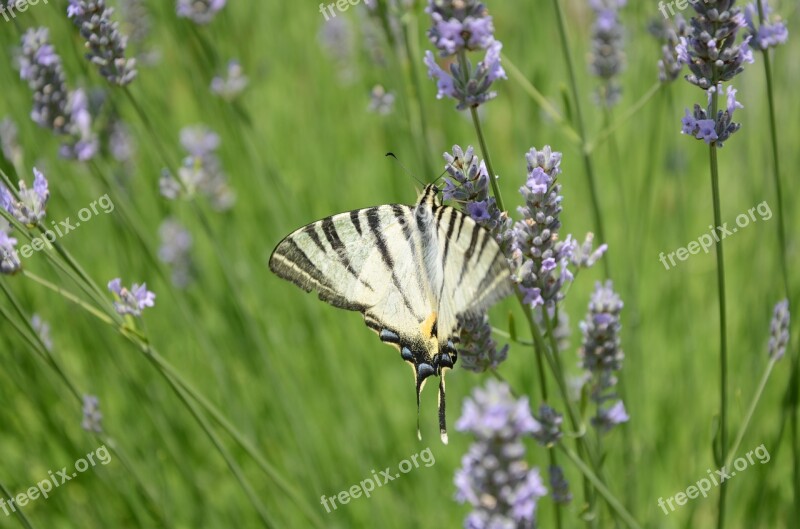 Butterfly Lavender Field Of Lavender Free Photos