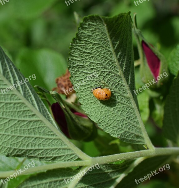 Ladybug Pupa Leaf Underside Close-up Ladybug Pupa