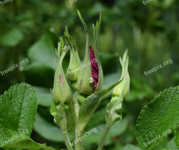 Rose Buds With Egg Rugosa Rose Egg Insect Egg Pearly