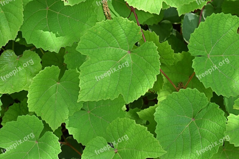 Grape Leaves Foliage Plant Vine Garden