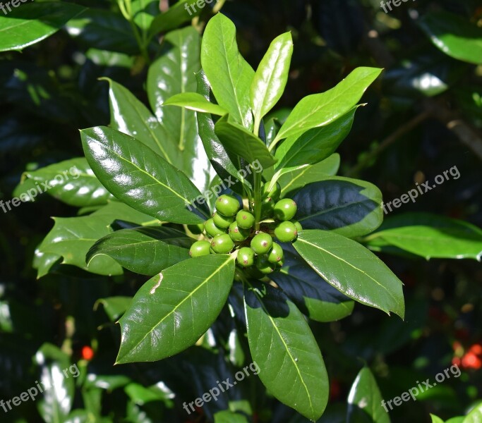 Holly With Green Berries Holly Plant Ornamental Garden