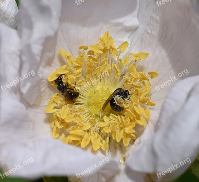 Wasps In Rose Wasp Scolia Wasp Pollinator Insect