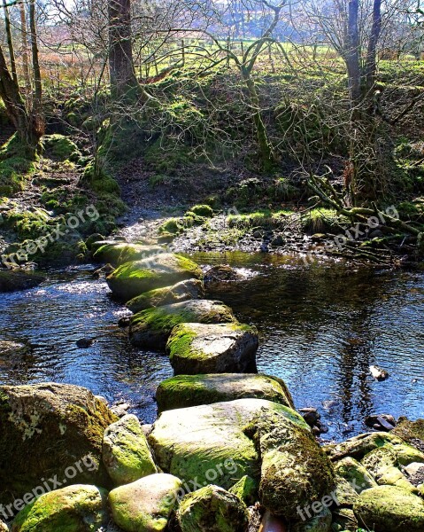 Stone Stepping Stream Brook Trees