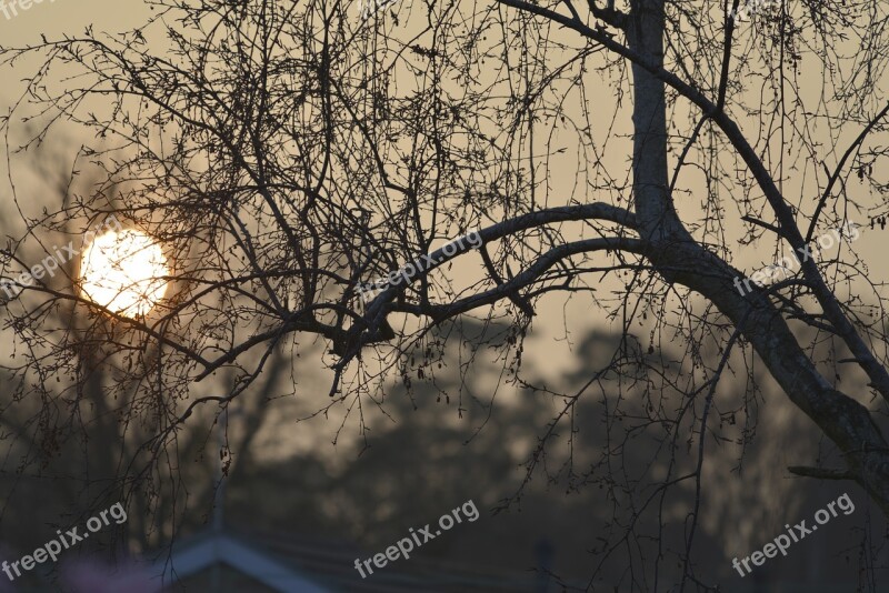 Sun Setting Through Tree Free Photos