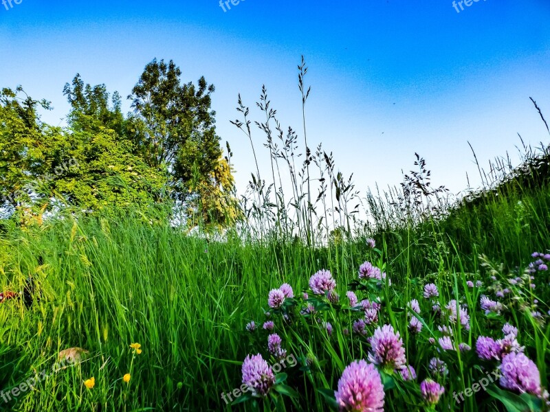 Field Spring Flower Grass Meadow