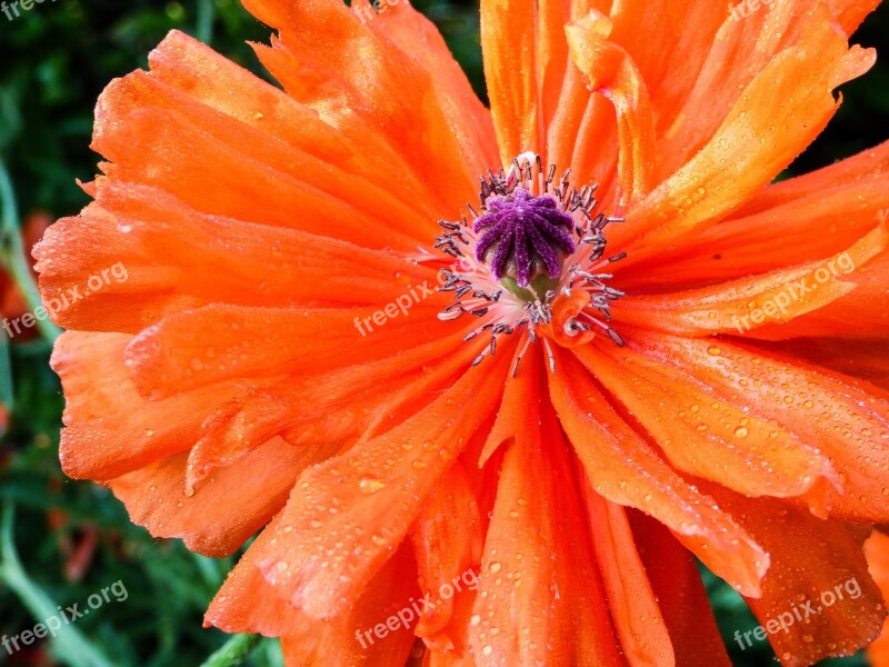 Spring Flower Poppy Spring Flower Orange