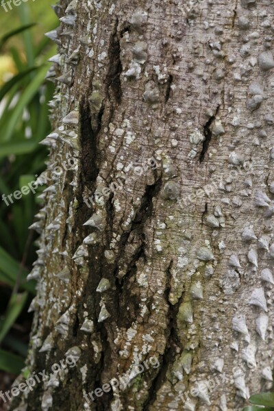 Tree Thorns Nature Free Image Free Photos