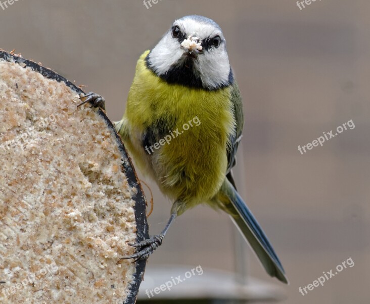 Garden Bird Watchful Natural Free Photos