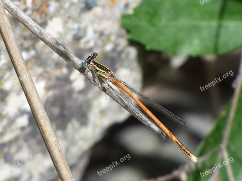 Platycnemis Acutipennis Orange Dragonfly Detail Branch Beauty