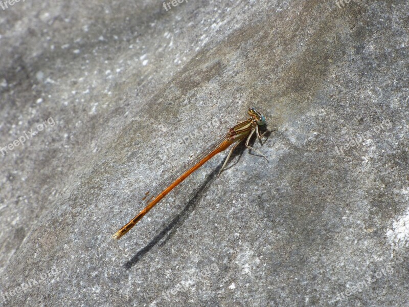 Platycnemis Acutipennis Orange Dragonfly Rock Detail Beauty