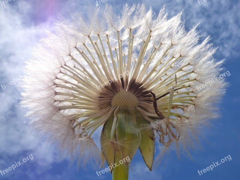 Dandelion Seeds Angelitos Wind Plant Geometry