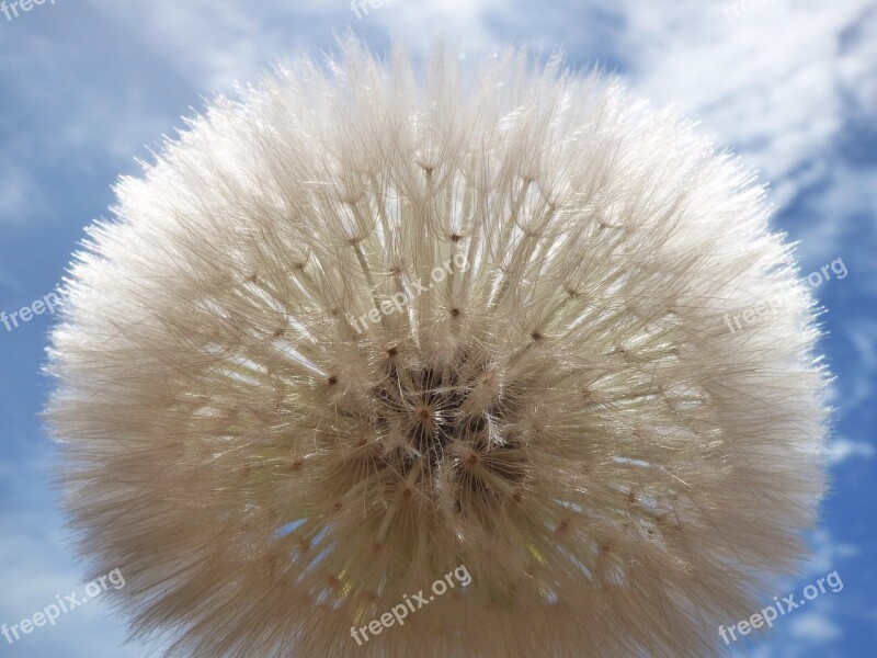 Dandelion Seeds Angelitos Wind Plant Geometry