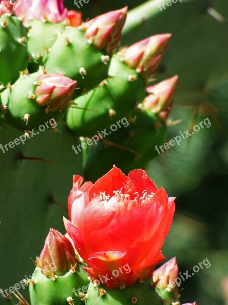 Cactis Shovels Cactus Flower Of The Cactus Flower Of Chumbera