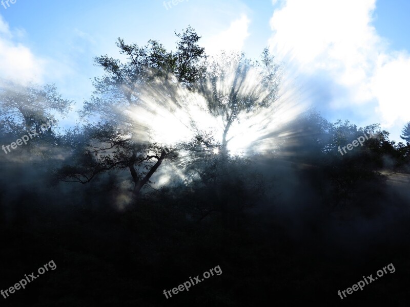 Steam Loco Tree Steam Locomotive Forest