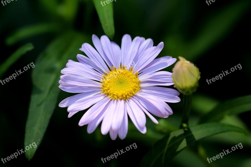 The United States Chrysanthemum Flowers Plants Nature