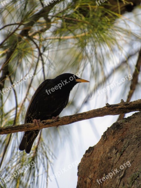 Raven Bird A Lone Black Bird Black