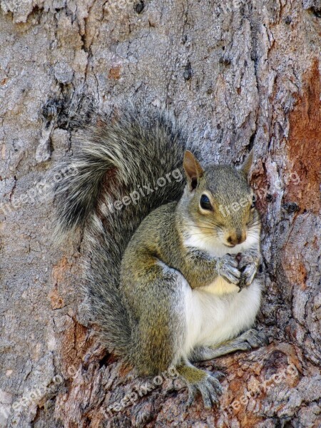 The Squirrel Forest Tree Nature Wild Animal