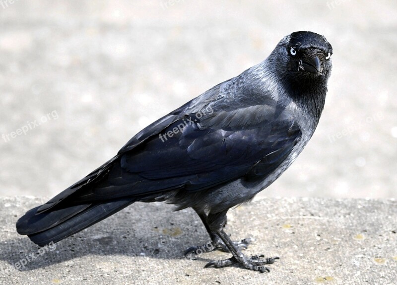 Raven Bird Black Bill Jackdaw Corvidae