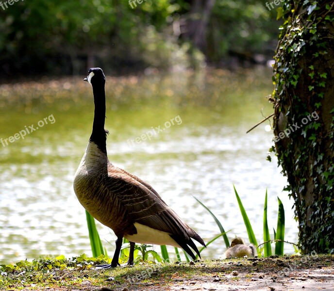 Wild Goose Canada Goose Water Bird Goose Bird