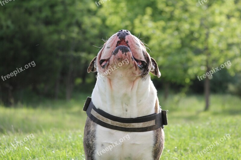 Dog Bulldog English Bulldog Free Photos