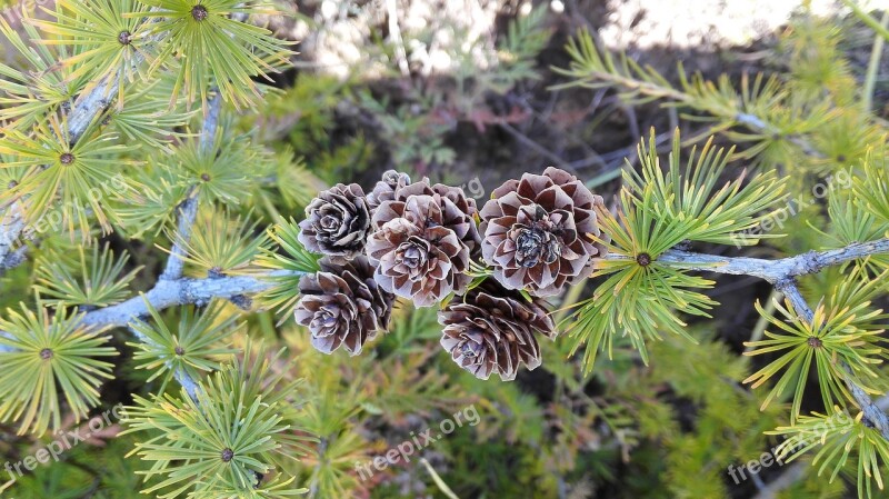 Pine Tree Pine Cone Namdaemun Autumn Free Photos