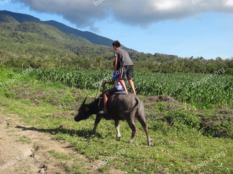 Water Buffalo Ride Agriculture Buffalo Rice