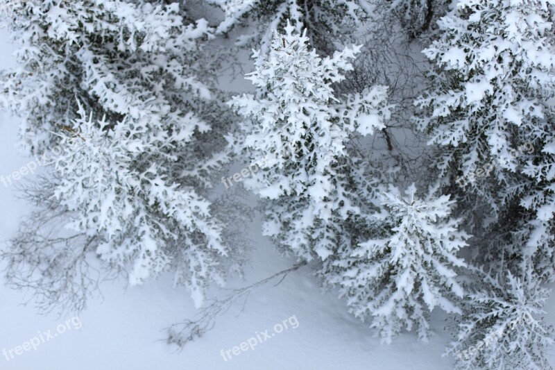 Snow Firs Perspective From Above Winter