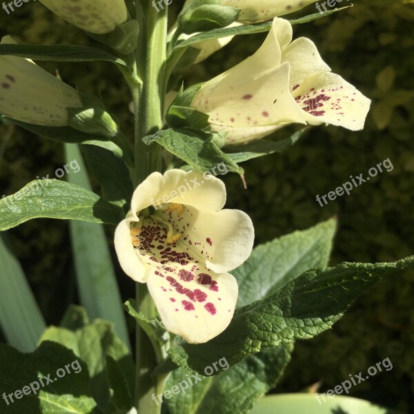 Foxgloves Digitalis Cream Dalmatian Foxglove Dalmatian White