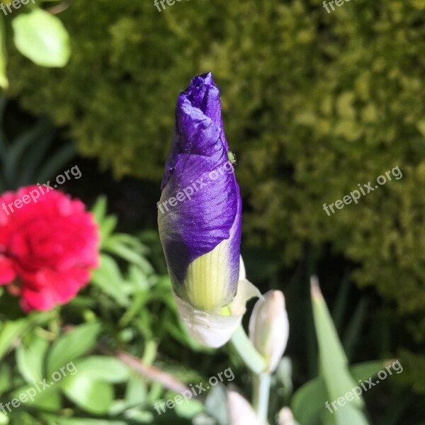 Iris Gladioli Spring Summer Bloom