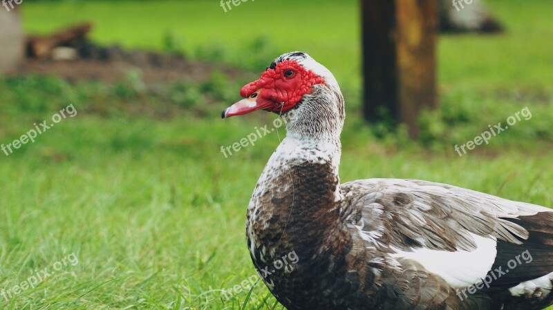 Duck Injured Hook Bird Broken