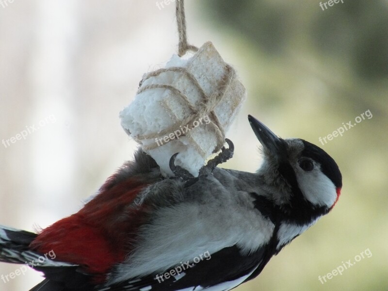 Woodpecker Birds Close Living Nature Natur