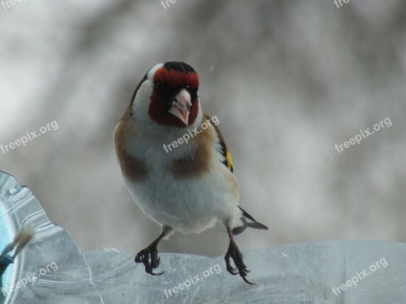 Goldfinch Birds Close Living Nature Natur