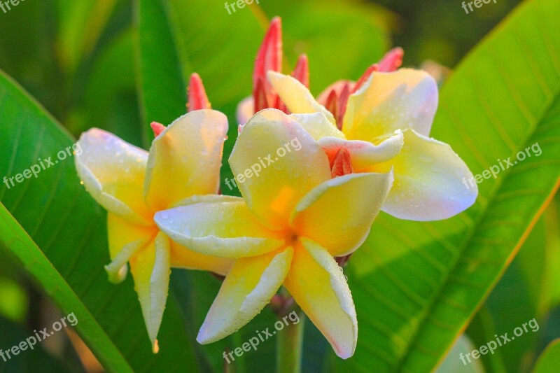 Flowers Frangipani Flowers Flower More Information Fragrapanti