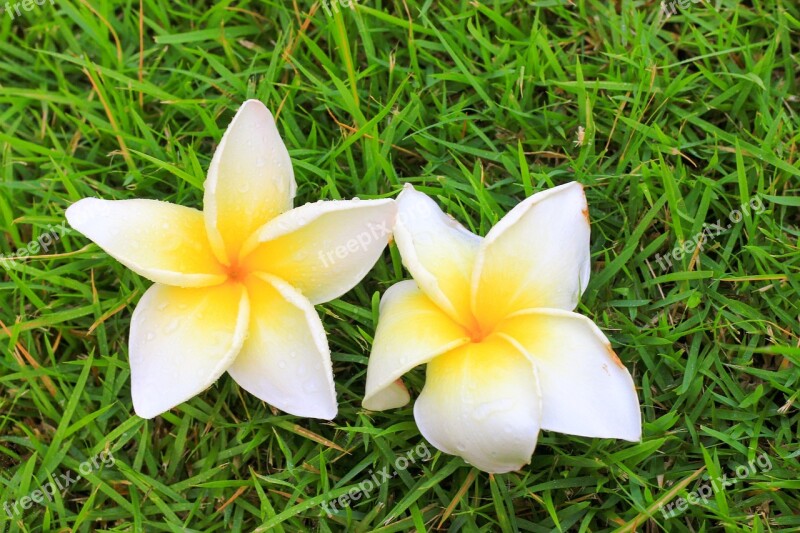 Flowers Frangipani Flowers Flower More Information Fragrapanti