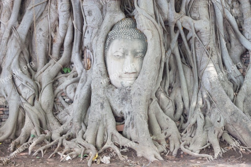 Ayutthaya Tree Head Of God Walk Elephant