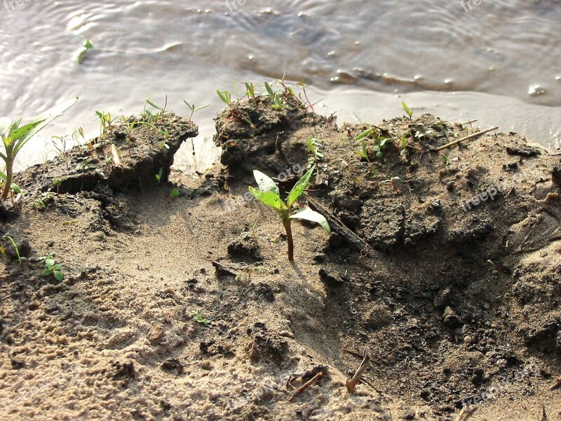 Nature Plant Wendland Elbtalaue Beach