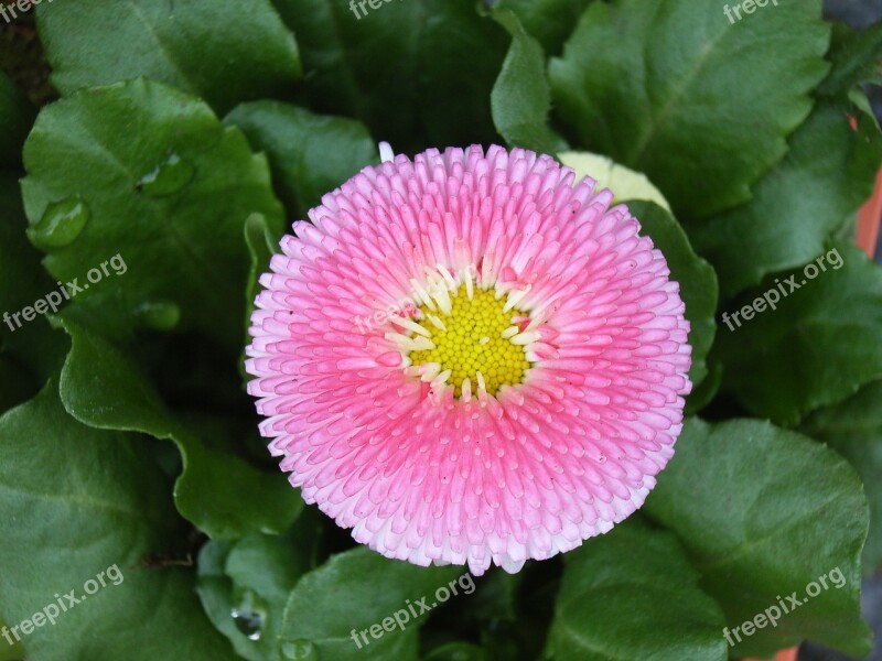 Bellis Pink Daisy Free Photos