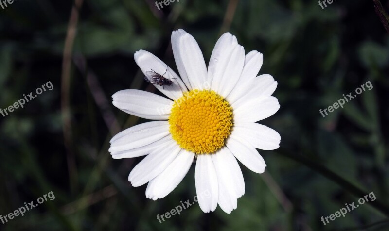 Flower Margaret Prato Nature Insects